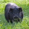 หมูดำ profil fotoğrafı