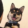 Profilbild von 露露海棠花