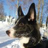 Архипов Александр profil fotoğrafı