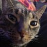 xxsentinalrangerx's profile picture