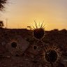 التدخل السريع profil fotoğrafı