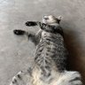 V.3 的头像