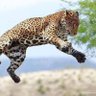Titanium Ocelot 的头像