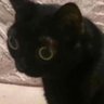 Profilbild von chop suey