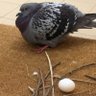 鳩の卵's profile picture