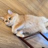 Фото профиля Racheltyt