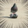 Profilbild von さかなのえさ