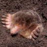 🦔𝔸𝕜𝕒𝕣𝕚🦔『ははかぶり』 profil fotoğrafı