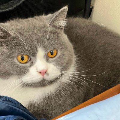 CatDog's profile picture