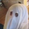 Profilbild von grimwaffen