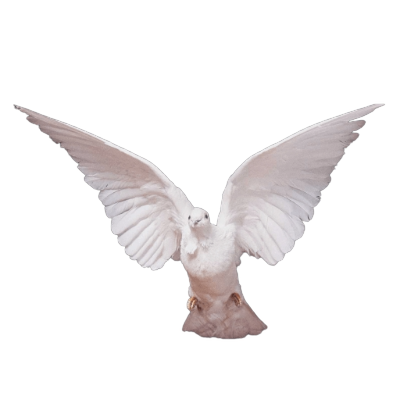 Iifeimmortality's profile picture