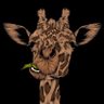 True African profil fotoğrafı
