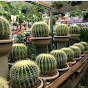 Фото профиля Cactus1948