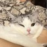 Кіт Пушок 的头像