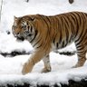 Asian Tiger92's profile picture