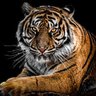 Фото профиля Thirsty Tiger