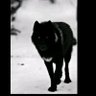 Profilbild von blackwolf