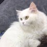 Hadeel profil fotoğrafı