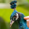 Magic The Peacock's profile picture