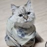 Moki's profile picture