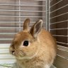 🐰手ごねつくね🐰 的头像