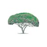 acacia dealbata profil fotoğrafı