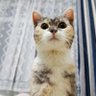catdirector profil fotoğrafı