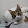 キナゴン's profile picture