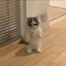 Фото профиля Cats🐈