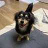 ポメックスのビス's profile picture