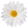 WhereIsTruth 🌼 的头像