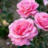 Фото профиля Sulaiman Bkl
