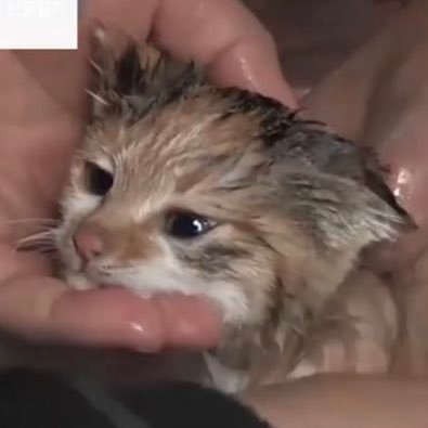 nyongkz's profile picture