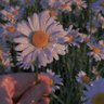 Pom-Pom profil fotoğrafı