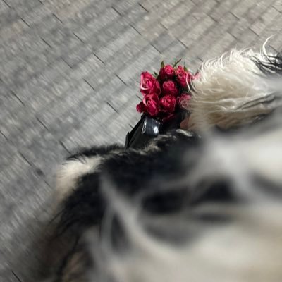 Wolafwwww's profile picture