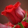 🌹الحلوة🫰 profil fotoğrafı