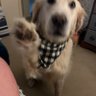 Rugerthegoldenretriever profil fotoğrafı