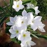 Фото профиля سيوفي كوين