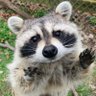 Raccoon's profile picture
