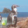 三毛にゃん 的头像