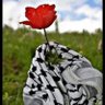 توليب𓂆's profile picture
