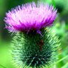 thistle 的头像