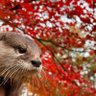 NanOtter's profile picture