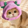 OpueuxqO profil fotoğrafı