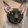 C.Deez 🥜 profil fotoğrafı
