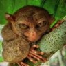 Фото профиля LeBonTARSIER 🦥