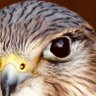 Merlin's profile picture