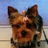Profilbild von Marigold๐ถBarks