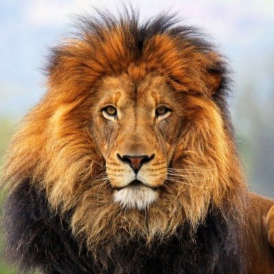 samibennacer91's profile picture