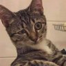 Catfun's profile picture